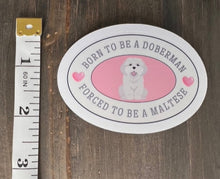 Load image into Gallery viewer, Ateez Yeosang 'Born to be a Doberman, Forced to be a Maltese' sticker, gift for KPop fan, Ateez merch